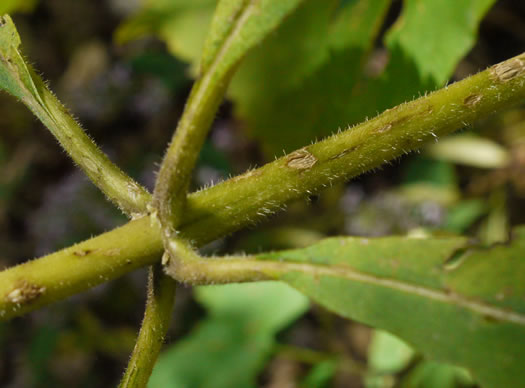 image of Eutrochium steelei, Appalachian Joe-pye-weed, Steele's Joe-pye-weed