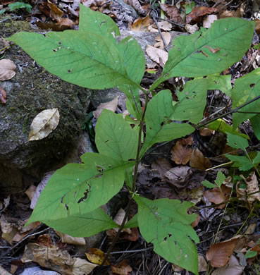 image of Triosteum aurantiacum var. aurantiacum, Orange-fruited Horse-gentian