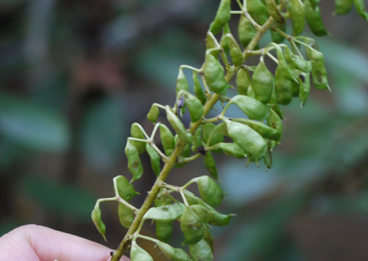 image of Actaea podocarpa, Mountain Black Cohosh, American Cohosh, Late Black Cohosh