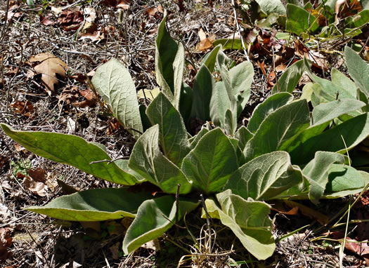 image of Verbascum thapsus ssp. thapsus, Woolly Mullein, Common Mullein, Flannel-plant, Velvet-plant