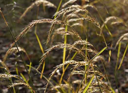 panicle