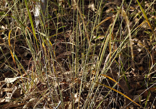 image of Sorghastrum elliottii, Elliot's Indiangrass, Slender Indiangrass, Nodding Indiangrass