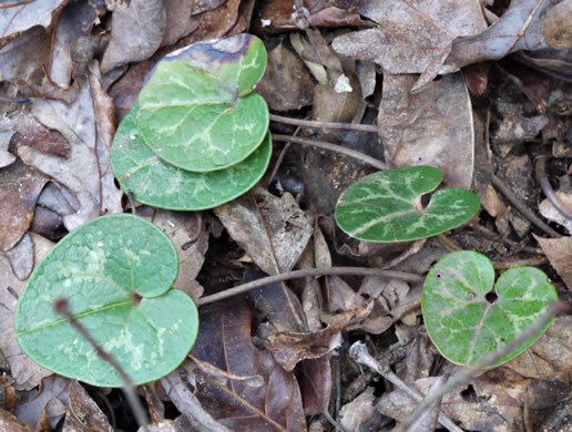 Dwarf-flower Heartleaf