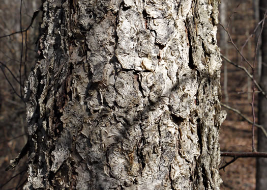 image of Betula nigra, River Birch, Red Birch