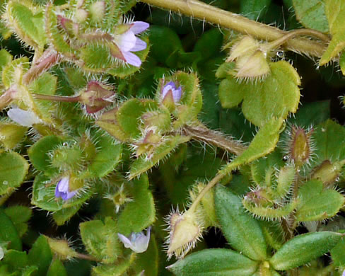 image of Veronica hederifolia, Ivyleaf Speedwell