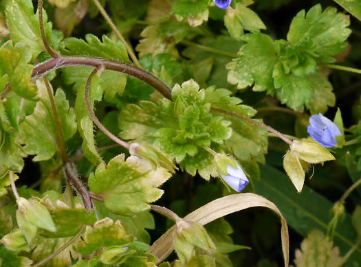 image of Veronica persica, Bird's-eye Speedwell