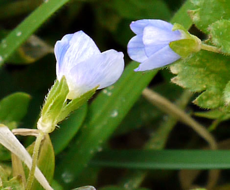 image of Veronica persica, Bird's-eye Speedwell