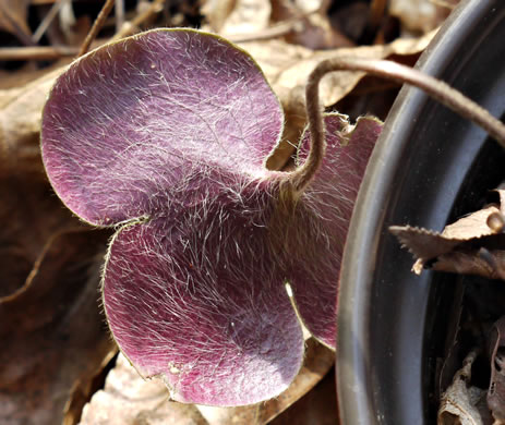 image of Hepatica americana, Round-lobed Hepatica, Round-lobed Liverleaf