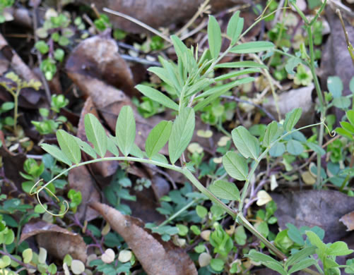 image of Vicia sativa ssp. nigra, Narrowleaf Vetch, Garden Vetch