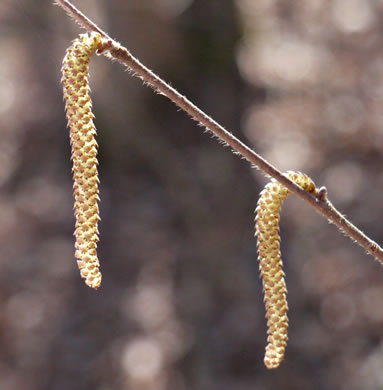 image of Corylus cornuta var. cornuta, Beaked Hazelnut