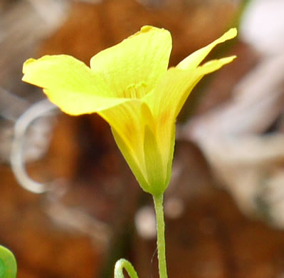 image of Oxalis colorea, Small's wood-sorrel, Tufted Yellow Wood-sorrel, (NOT Sadie Price’s Yellow Wood-sorrel)