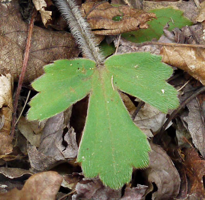 image of Ranunculus hispidus, Hispid Buttercup, Hairy Buttercup