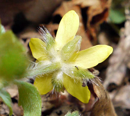 image of Ranunculus hispidus, Hispid Buttercup, Hairy Buttercup