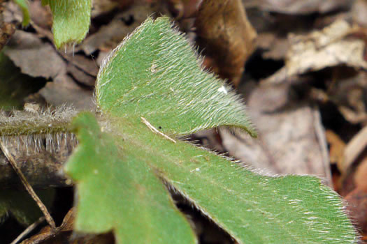 image of Ranunculus hispidus, Hispid Buttercup, Hairy Buttercup