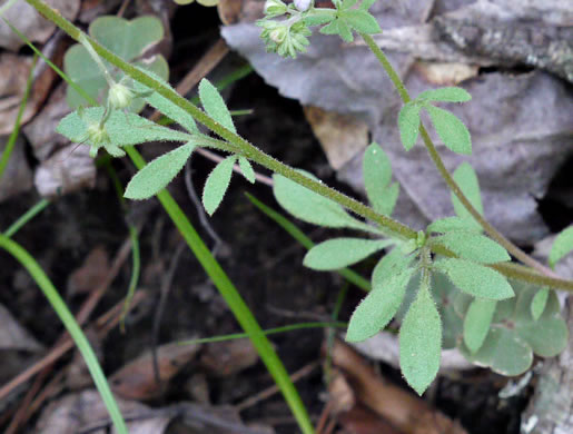 Appalachian Phacelia