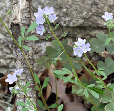 image of Phacelia dubia var. dubia, Appalachian Phacelia, Smallflower Phacelia, Small-flowered Scorpion Weed