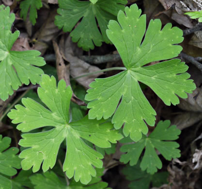 Geranium maculatum, Wild Geranium