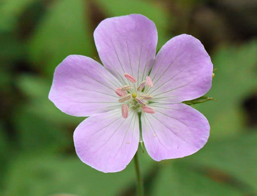 image of Geranium maculatum, Wild Geranium