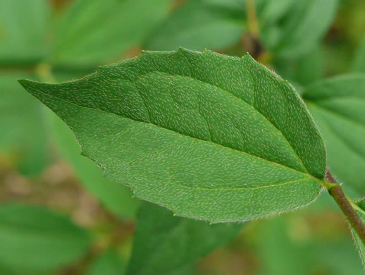 image of Philadelphus hirsutus, Hairy Mock-orange, Cumberland Mock-orange