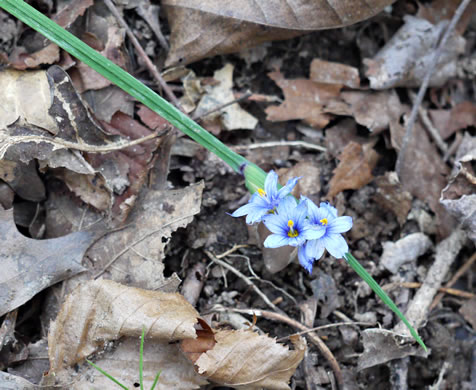 image of Sisyrinchium albidum, Pale Blue-eyed-grass, White Blue-eyed-grass