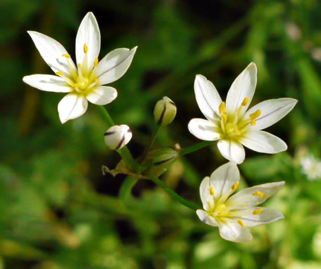 Nothoscordum bivalve, False Garlic, Grace Garlic