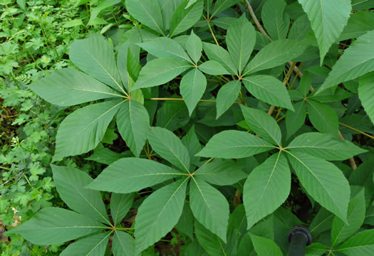 image of Aesculus sylvatica, Painted Buckeye