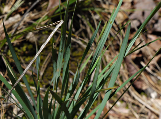 image of Sisyrinchium albidum, Pale Blue-eyed-grass, White Blue-eyed-grass