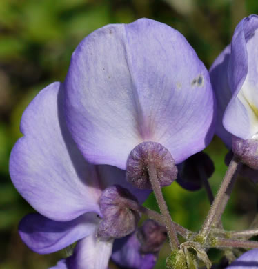 image of Wisteria sinensis, Chinese Wisteria