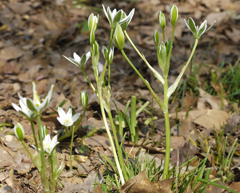 Ornithogalum umbellatum, Garden Star-of-Bethlehem, Snowflake, Nap-at-noon