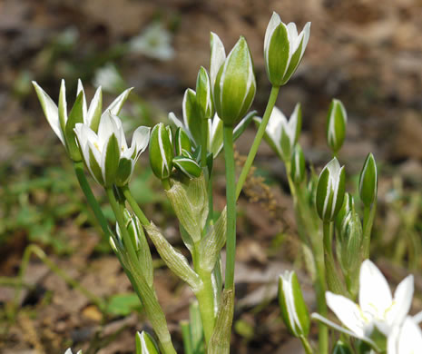 image of Ornithogalum umbellatum, Garden Star-of-Bethlehem, Snowflake, Nap-at-noon