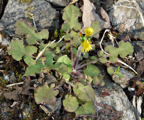 image of Youngia japonica, Asiatic Hawksbeard, Youngia, Japanese Crepis, Oriental False Hawksbeard