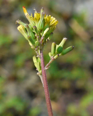 Youngia japonica, Asiatic Hawksbeard, Youngia, Japanese Crepis, Oriental False Hawksbeard