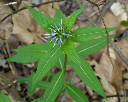 image of Amsonia tabernaemontana, Eastern Bluestar, Blue Dogbane, Wideleaf Bluestar