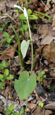 image of Convolvulus sericatus, Blue Ridge Bindweed, Silky Bindweed, Downy False Bindweed