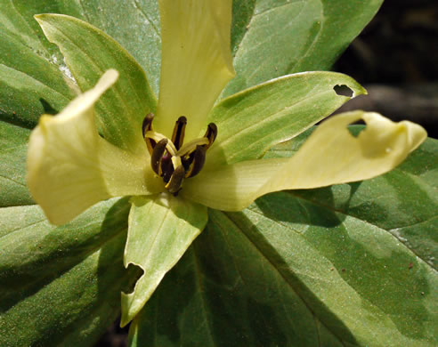 image of Trillium discolor, Pale Yellow Trillium, Faded Trillium, Small Yellow Toadshade, Savannah River Trillium