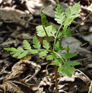 image of Botrypus virginianus, Rattlesnake Fern, Sang-find