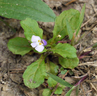 image of Mazus pumilus, Japanese Mazus