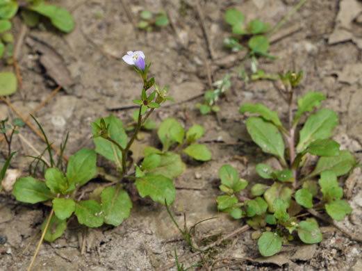 image of Mazus pumilus, Japanese Mazus