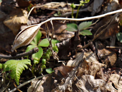 image of Cypripedium acaule, Pink Lady's Slipper, Mocassin Flower