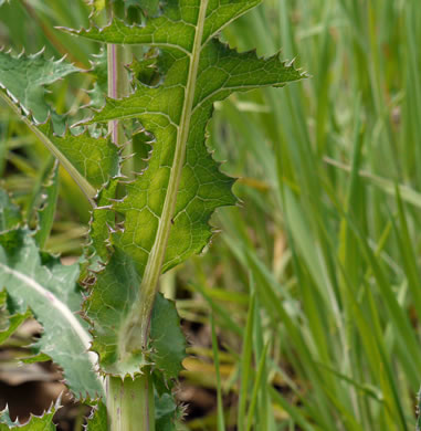 image of Sonchus asper, Prickly Sowthistle, Spiny-leaf Sowthistle