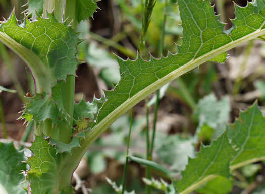 image of Sonchus asper, Prickly Sowthistle, Spiny-leaf Sowthistle