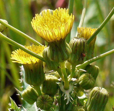 Sonchus asper, Prickly Sowthistle, Spiny-leaf Sowthistle