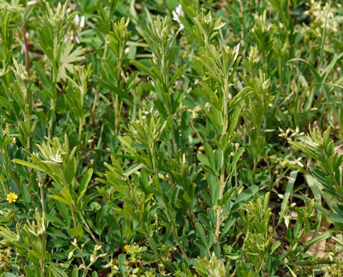 image of Lespedeza cuneata, Sericea Lespedeza, Chinese Lespedeza, Sericea