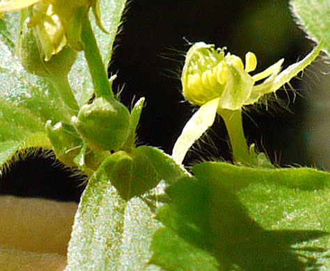 image of Ranunculus recurvatus var. recurvatus, Hooked Buttercup, Hooked Crowfoot