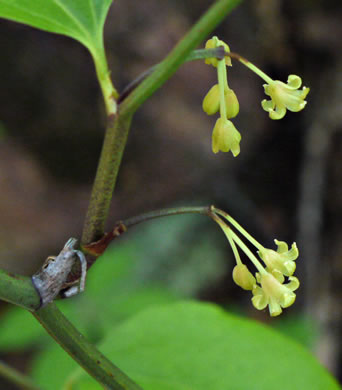 image of Smilax rotundifolia, Common Greenbrier, Common Catbrier, Bullbrier, Horsebrier