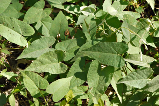 image of Convolvulus sericatus, Blue Ridge Bindweed, Silky Bindweed, Downy False Bindweed