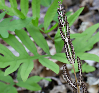 image of Onoclea sensibilis, Sensitive Fern, Bead Fern