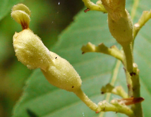 image of Aesculus flava, Yellow Buckeye