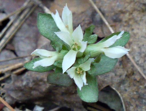 image of Obolaria virginica, Pennywort, Virginia Pennywort