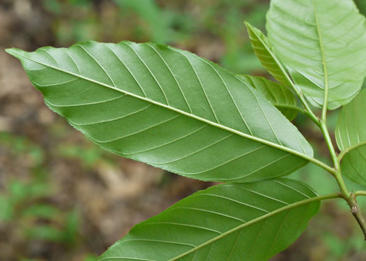 image of Frangula caroliniana, Carolina Buckthorn, Polecat-tree, Indian Currant, Indian-cherry